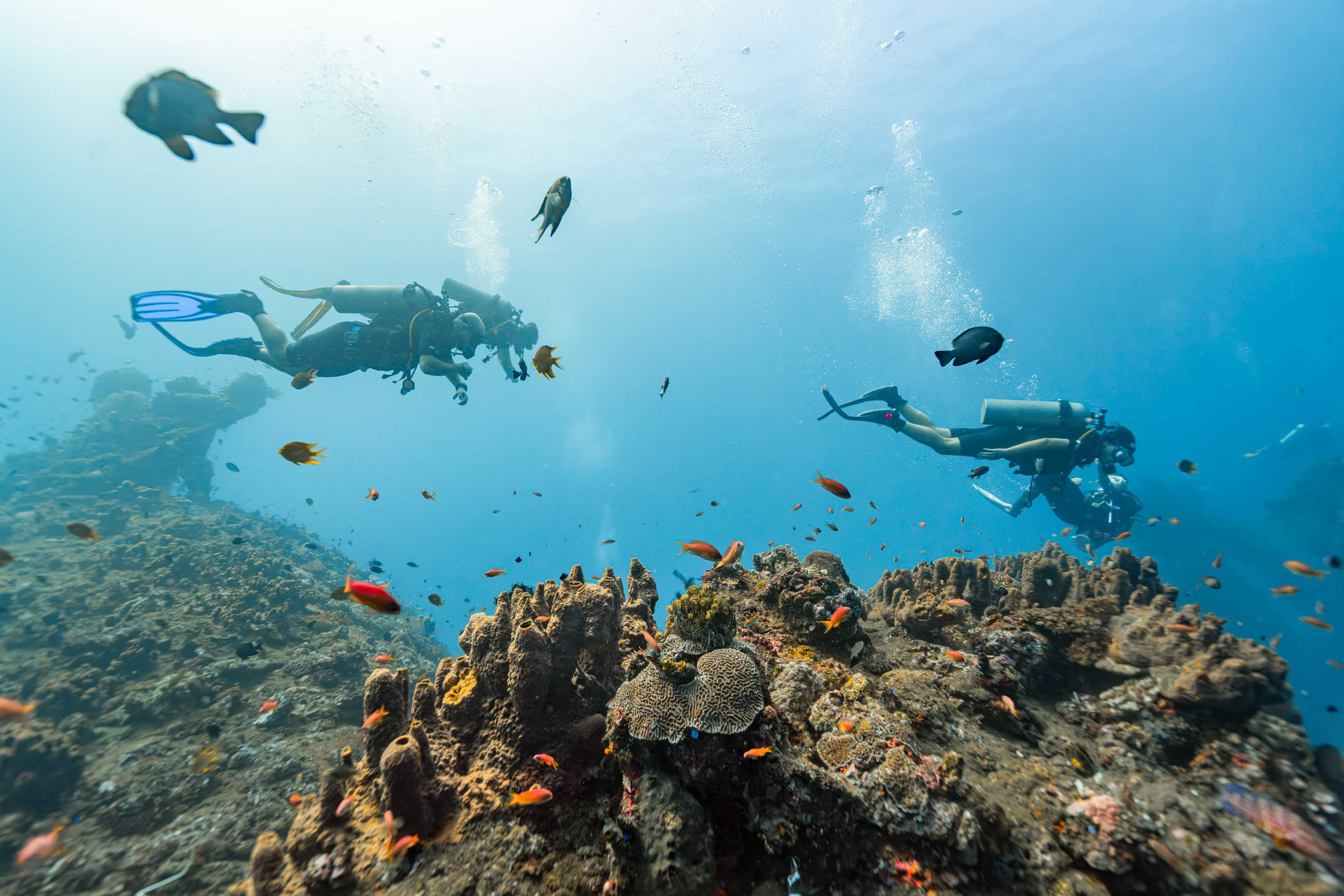 Fun Dive - Evolution Diver club de plongée français et anglais à Amed, Bali