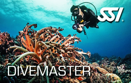 15 divemaster title