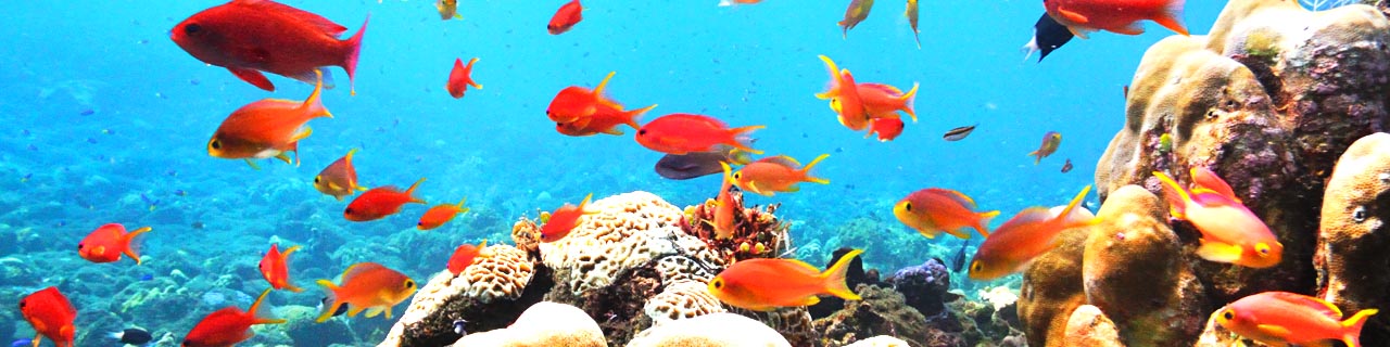 article 6 site de plongee dive site jardin de corail coral garden tulamben bali